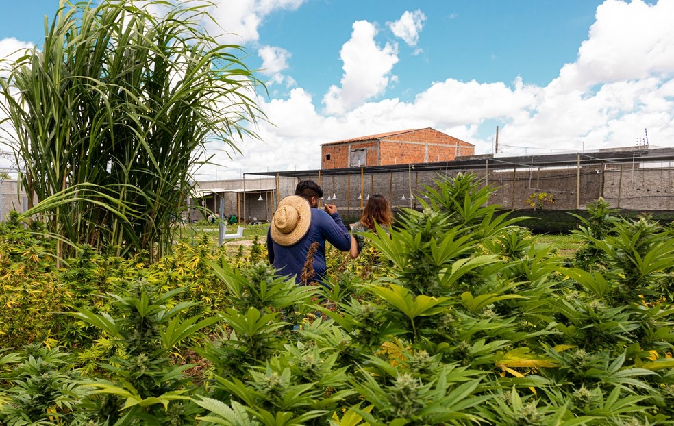 Plantação de cannabis medicinal na Abrace  — Foto: Comunicação/Abrace