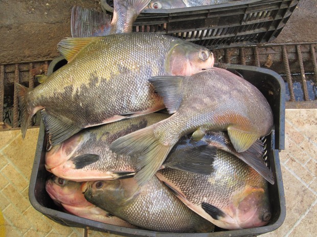 Os compostos que dão mau gosto no pescado são absorvidos pelas brânquias (Foto: Marcelo Marques G1 RR)