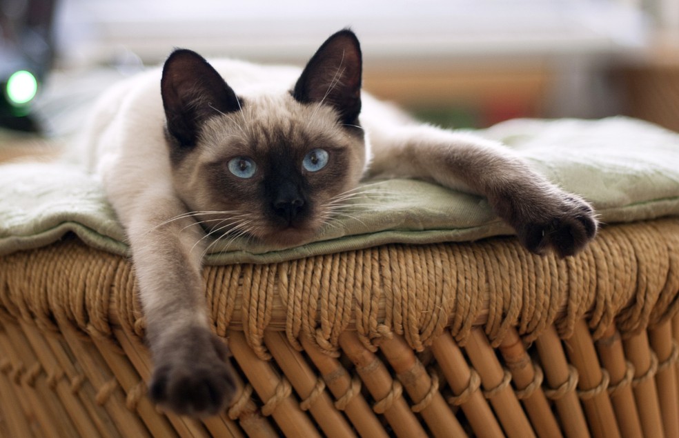 O gato já sofreu muito preconceito e maus-tratos. Hoje em dia, esse cenário está mudando  — Foto: Canva/ CreativeCommons
