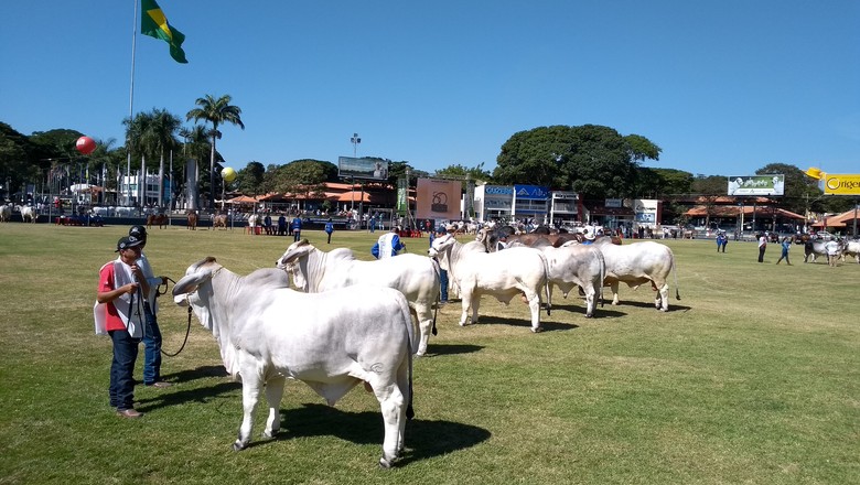 ExpoZebu 2018 (Foto: Sebastião Nascimento )