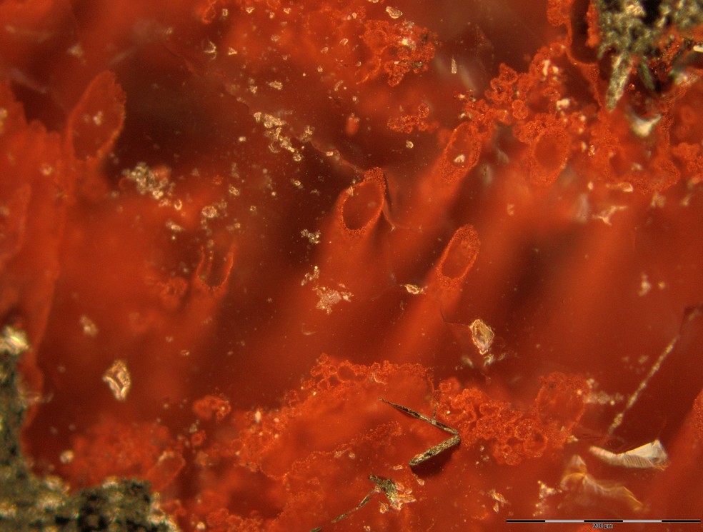 Tubos de hematita - mineral constituído de 70% ferro, 30% oxigênio - com restos mortais de micro-organismos com pelo menos 3,7 milhões de anos — Foto: Matthew Dodd/UCL