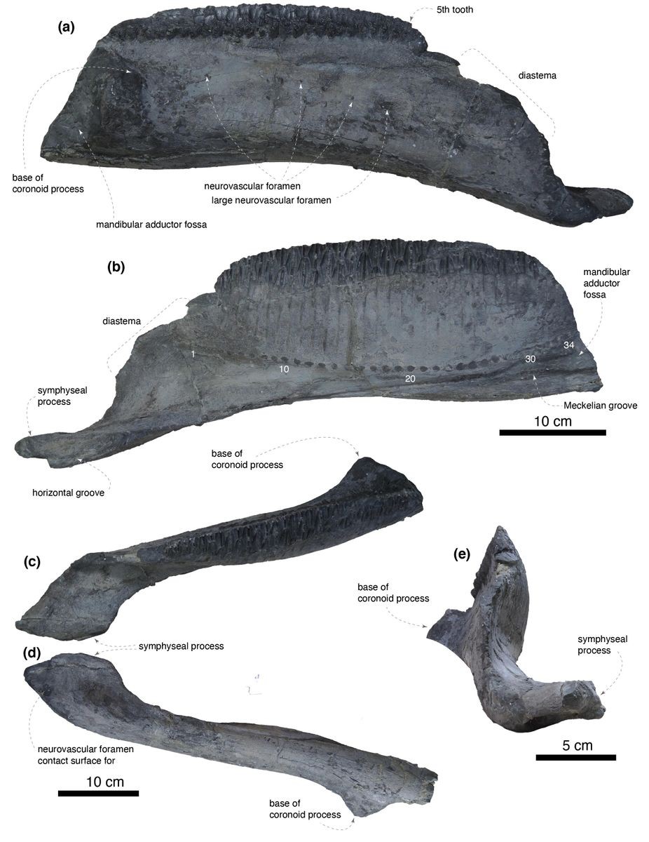 Ossadas do dinossauro Yamatosaurus izanagii (Foto: Yoshitsugu Kobayashi et.al/Scientific Reports)