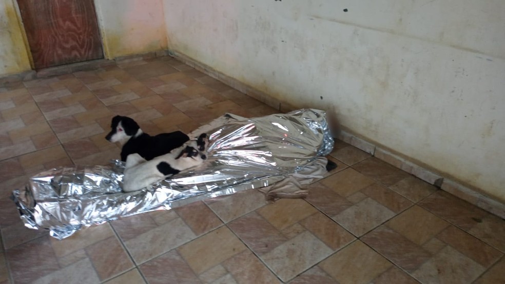 Cachorros protegem corpo de idoso que morreu 'gritando de dor' após esperar 6 horas pelo SAMU  em SP 