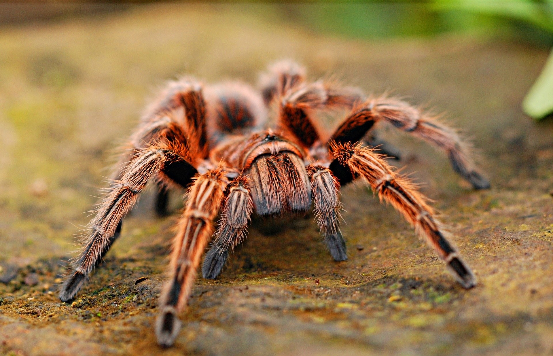Incidência de aranhas e outros animais peçonhentos aumenta durante o verão (Foto: Steve Roberts/Pixabay)