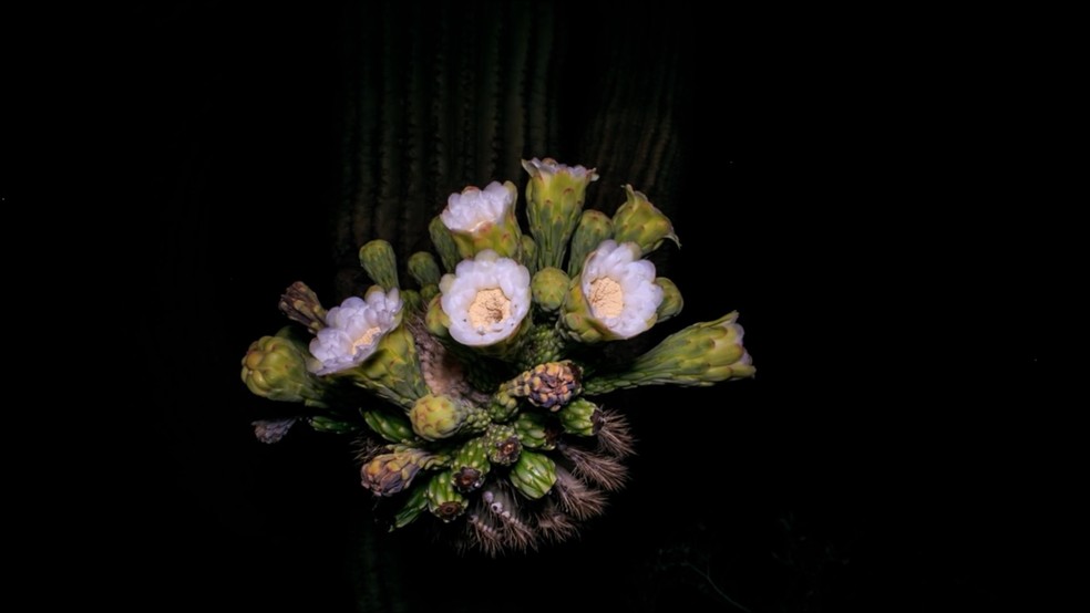 Fotógrafo Ron Peltron Jr. registrou o florescimento de um saguaro - espécie de cacto gigante (Foto: Ron Peltron Jr.)