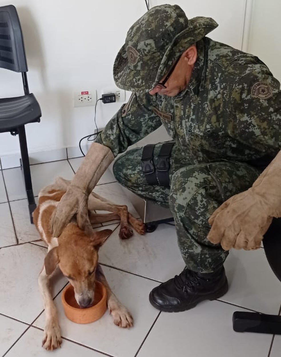 Cachorro foi vítima de maus-tratos em Euclides da Cunha Paulista (SP) — Foto: Polícia Militar Ambiental