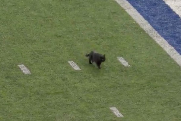 Gato preto interrompe jogo da NFL e time brinca: Halloween ainda não  acabou - Monet