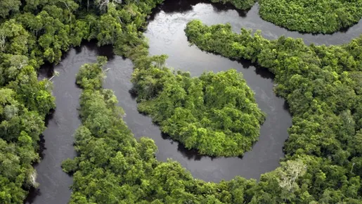 Conheça 7 organizações que ajudam a proteger a Amazônia e auxiliam moradores