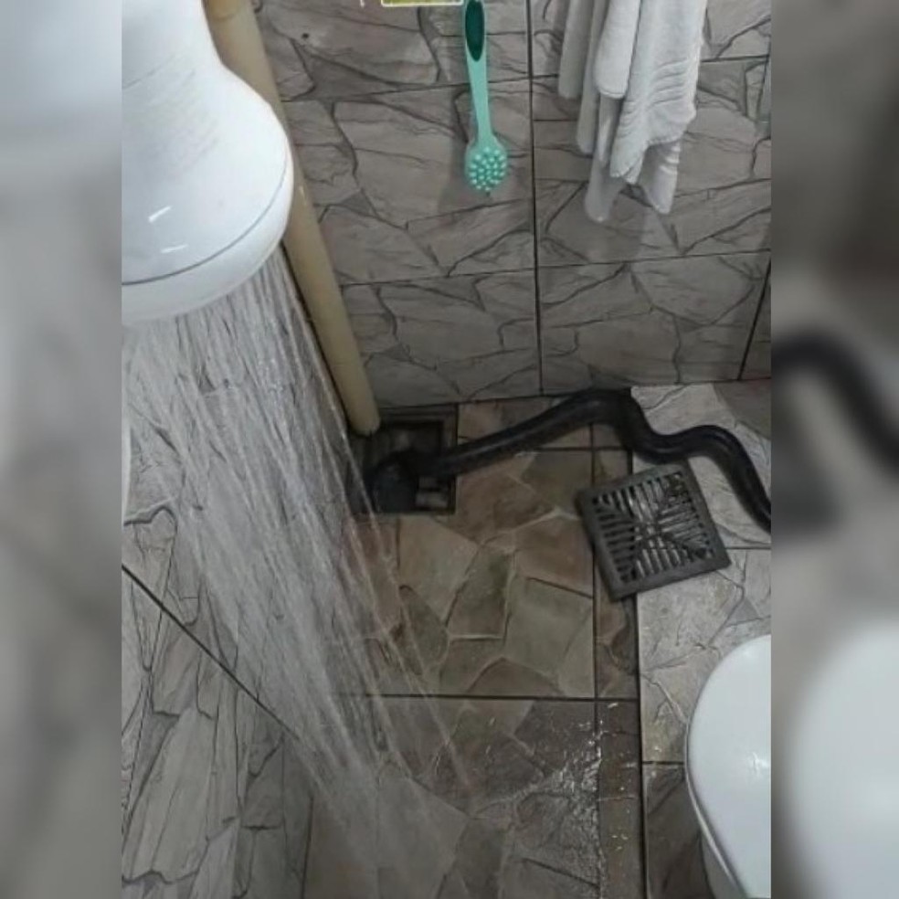 Cobra saiu do ralo enquanto morador tomava banho  — Foto: Cedida 