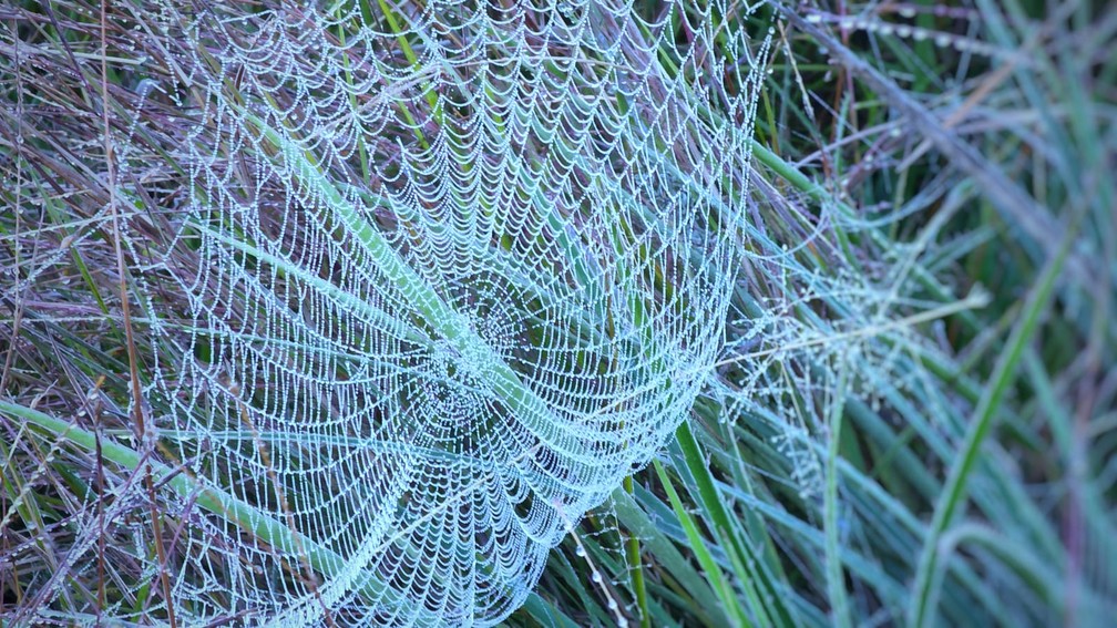 Amanhecer em São Joaquim, na Serra catarinense — Foto: Mycchel Legnagi/São Joaquim Online