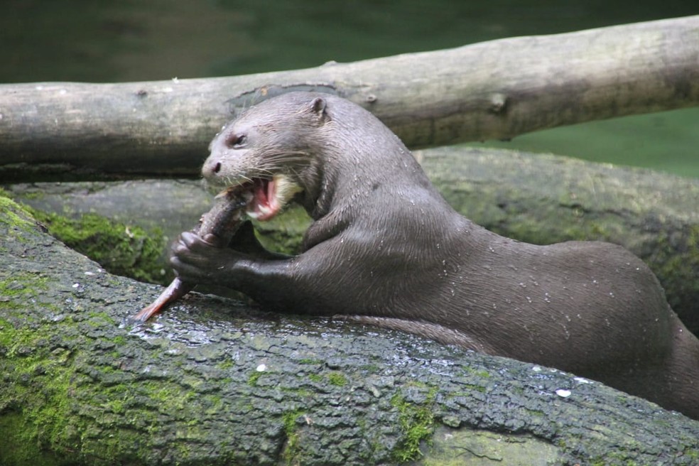 Ariranha Macau vem da Alemanha para o Zoológico de Brasília — Foto: Zoológico de Brasília/ Divulgação