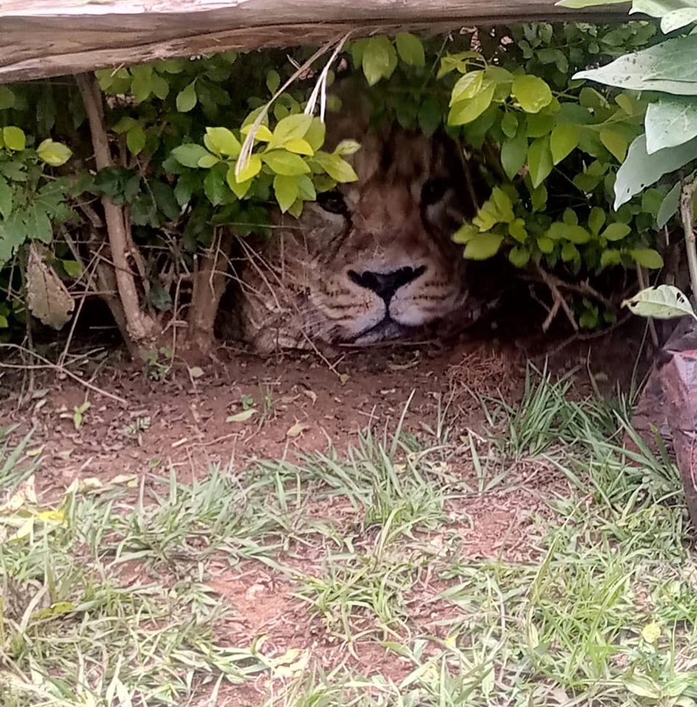 "Leão" embaixo de cerca viva no Quênia — Foto: Kenia WildLife Service/Reprodução
