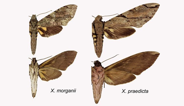 Mariposa prevista por Darwin existe e tem a maior língua entre insetos -  Revista Galileu | Biologia