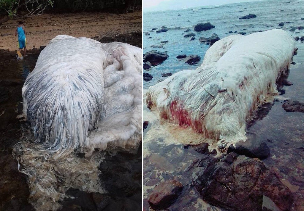 A criatura virou atração em praia filipina