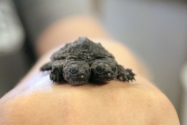 Criadouro pretende colocar à venda a tartaruga com duas cabeça (Foto: Sarah Morris/AP)