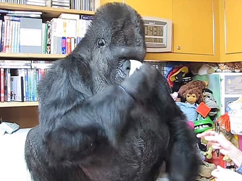 VÃ­deo mostra gorila Koko fazendo gesto e emitindo som de assoar nariz (Foto: ReproduÃ§Ã£o/YouTube/UW-Madison Campus Connection)