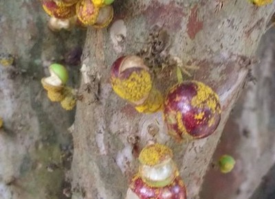 jabuticabeira-com-fungos (Foto: Helenita Fátima Pedruzzi/Arquivo pessoal)