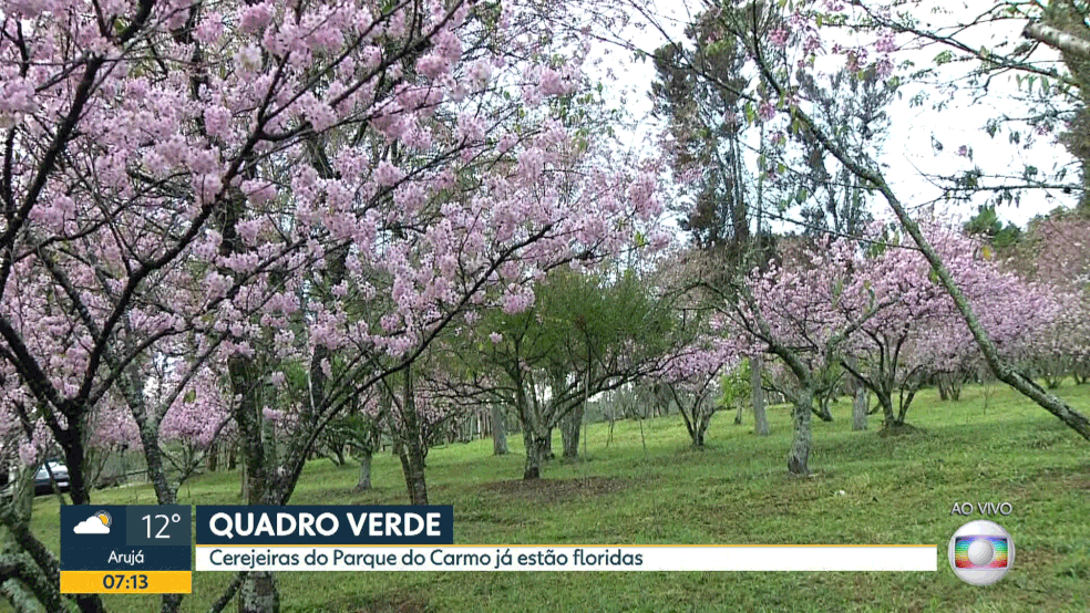 Cerejeiras do Parque do Carmo têm diferentes tons de rosa  (Foto: Reprodução/TV Globo)