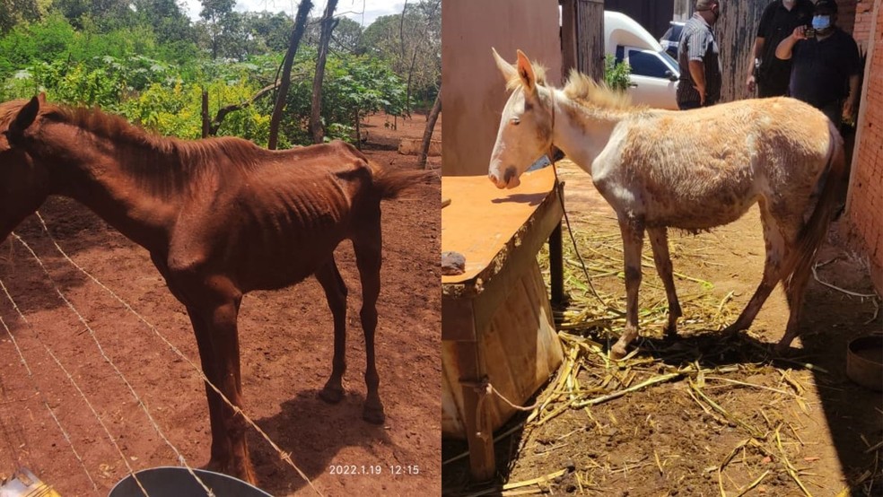 Cavalos são encontrados em cercado sem comida e água limpa em Pederneiras — Foto: Polícia Civil /Divulgação