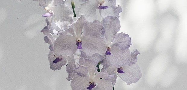 Vandas: como cuidar desse tipo de orquídea (Foto: Flo Atelier Botanico)