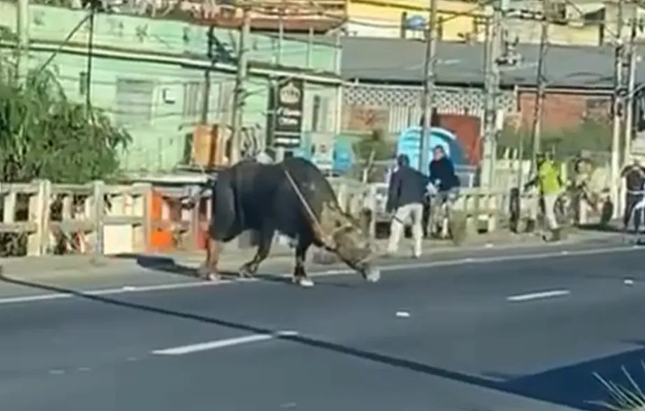 Um búfalo na pista parou o trânsito em São Gonçalo
