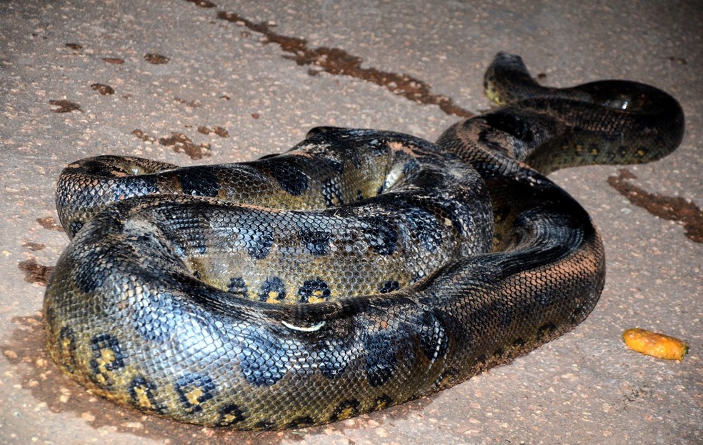 Sucuri é encontrada em Porto Velho — Foto: Gilmar de Jesus/Arquivo pessoal 