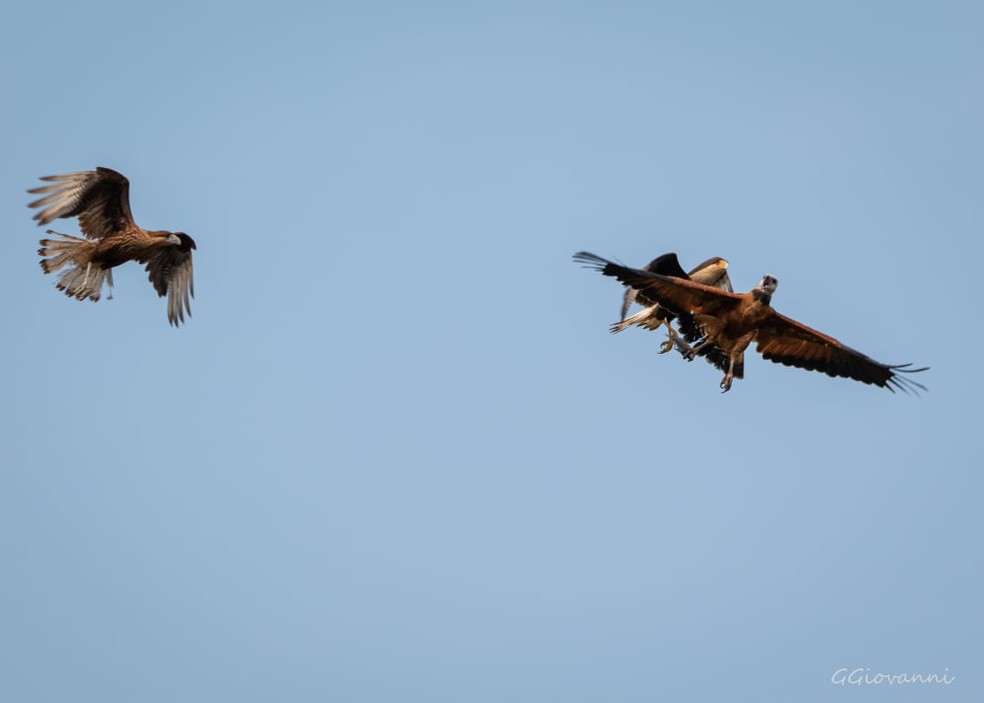 Gavião conseguiu proteger o alimento. — Foto: Reprodução/GuilhermeGiovanni