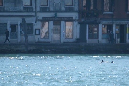 Golfinhos são flagrados nadando no canal de Veneza (Foto: Reprodução )