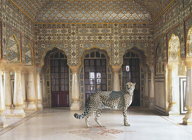 Leopardo no Palácio Jaipur, na capital do Rajastão (Foto: Divulgação)