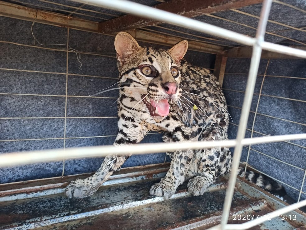 Jaguatirica capturada em Costa Rica — Foto: PMA/Divulgação