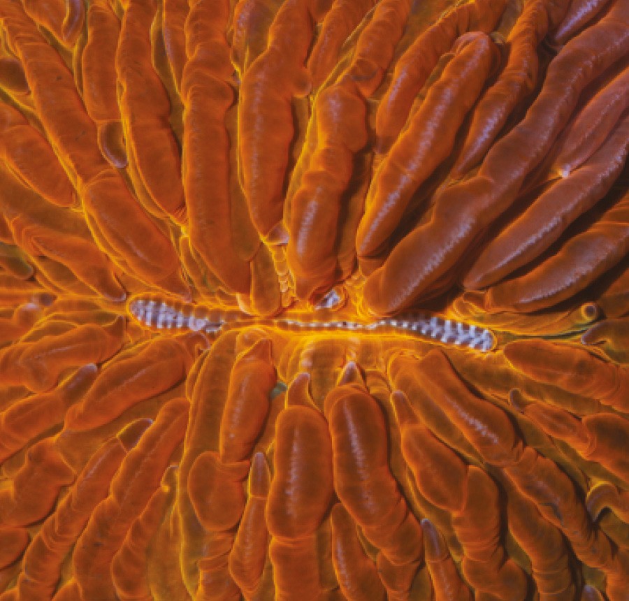 2. Cycloseris sp. Da família Fungiidae, da ordem dos corais escleractínios do Indo-Pacífico, ele tem uma boca no centro do corpo e é capaz de se revirar quando precisa encontrar uma posição melhor para ficar (Foto: Coral Morphologic)