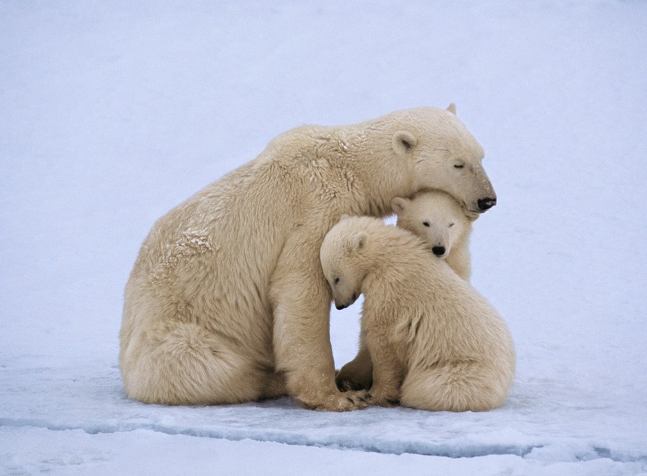O tempo de formação do gelo tem tornando a permanência dos ursos em terra mais longa