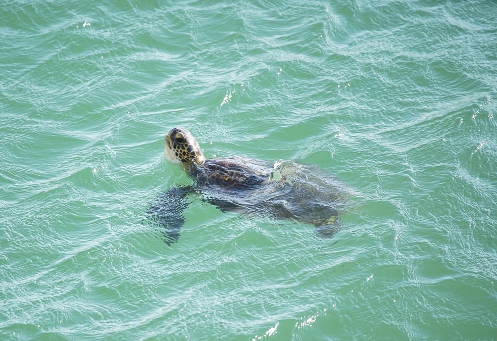 Tartaruga nada em mar cristalino na Praia do Leme, na Zona Sul do Rio — Foto: Marcos Serra Lima/G1