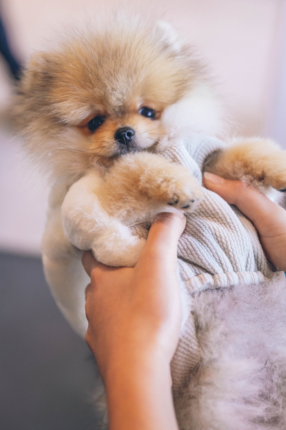 Tenha uma atenção maior com filhotes, pois eles possuem pouco isolamento térmico — Foto: Unsplash / Creative Commons