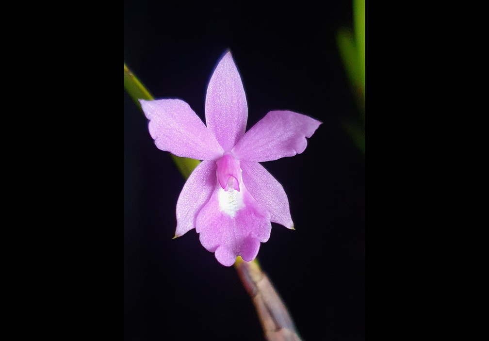 Especialista identifica duas orquídeas na Amazônia que podem ser inéditas  para a ciência | Amazônia | G1