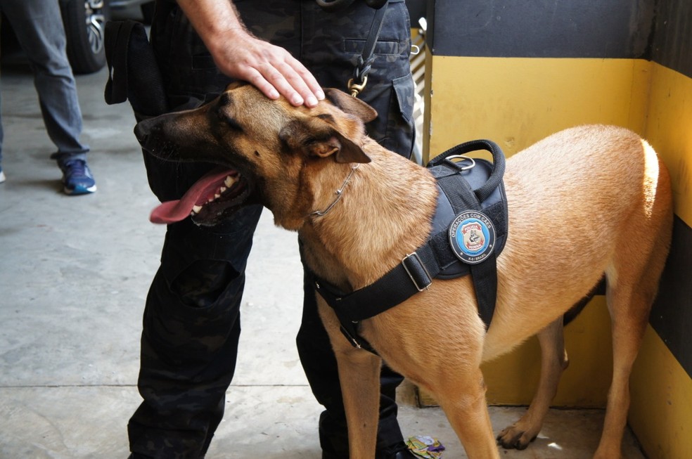 Cães farejadores identificaram droga em meio a encomendas no centro de distribuição dos Correios em Natal — Foto: Cedida/PF