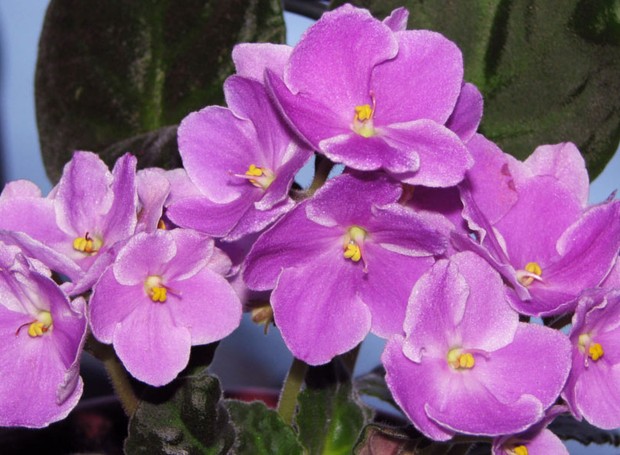 violetas-flores-jardim (Foto: Creative Commons)