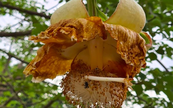 Uhapn4qme3ejlm O jardim baobá é um local é pequeno porém muito agradável. https g1 globo com sp ribeirao preto franca noticia 2020 12 25 rara flor do baoba desabrocha e chama atencao por formato e cheiro exoticos em ribeirao preto ghtml