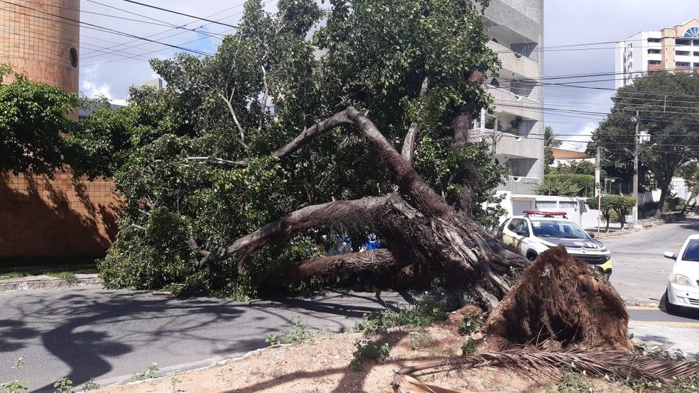 &Aacute;rvore cai na Zona Sul de Natal. Ningu&eacute;m ficou ferido. &mdash; Foto: STTU