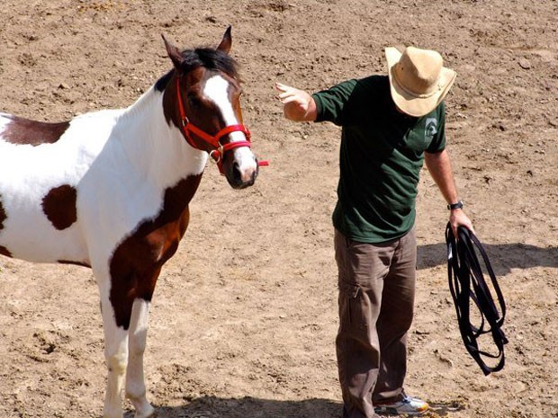 No método de doma 'Join-up', praticamente não se toca no cavalo (Foto: Arquivo pessoal)