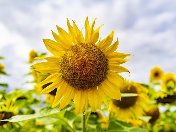 The blossom of a sunflower standing alone, blurred sunflowers and blurred sky in the background. (Foto: Getty Images/500px)