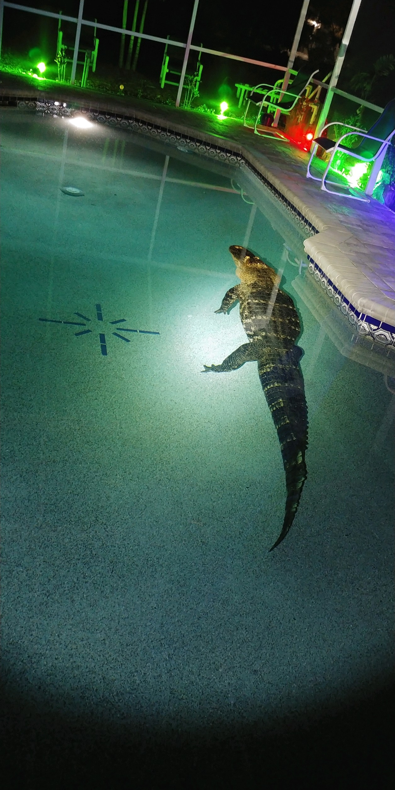 Família escuta barulho e encontra crocodilo de 3 metros em piscina nos Estados Unidos; veja fotos