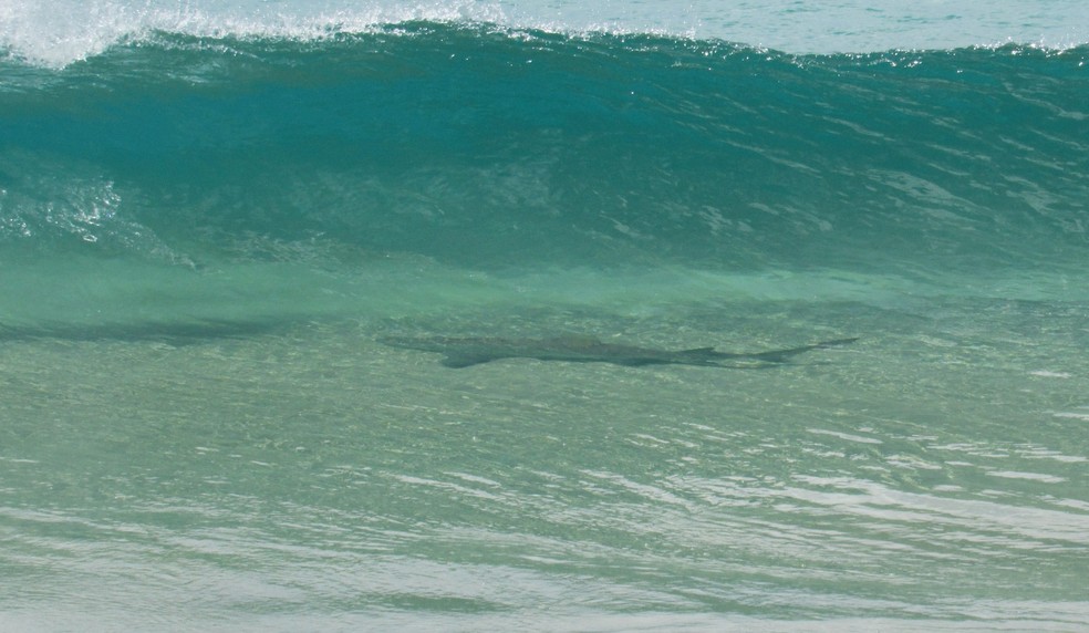 Tubarão estava em área com muitas sardinhas  — Foto: Dandara Guedes/Acervo pessoal 