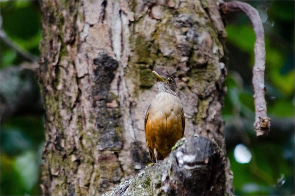 Sabiá-laranjeira é ave símbolo do Brasil (Foto: Alexandre Carvalho/VC no TG)