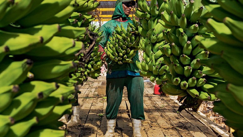 Cultivo agroecológico pode mudar o perfil da produção no Vale do Ribeira (SP) e abrir o mercado europeu para a banana brasileira (Foto: Lalo de Almeida/Ed. Globo)