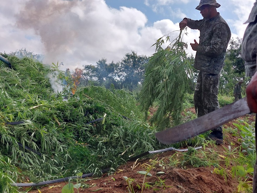 P&eacute;s de maconha incinerados no norte da Bahia &mdash; Foto: Divulga&ccedil;&atilde;o/SSP 