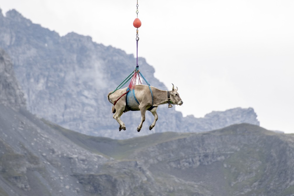 24 de agosto â Uma vaca levemente ferida Ã© transportada de helicÃ³ptero de Klausen Pass, na SuÃ­Ã§a  â Foto: Urs Flueeler/Keystone via AP