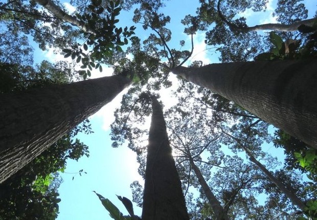 A Avaliação Global de Árvores, por 500 especialistas em árvores e 61 instituições, reúne dados sobre o estado de conservação de todas as árvores (Foto: DAVID BARTHOLOMEW via BBC)