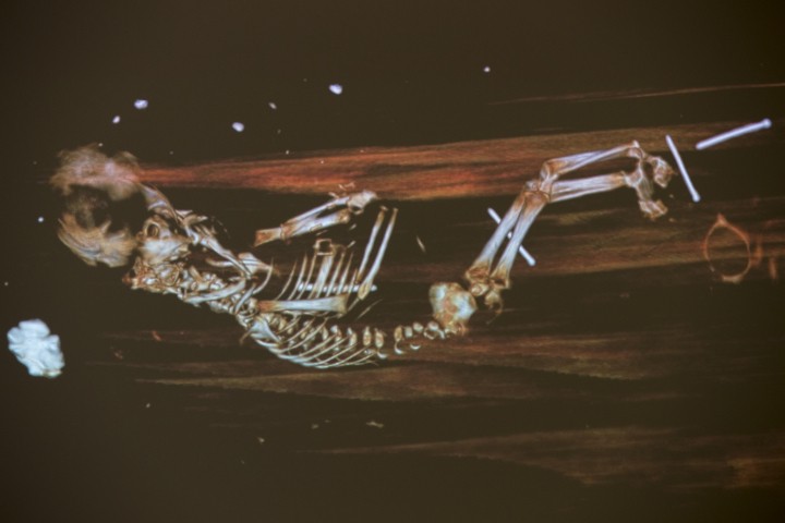 Esqueleto do feto que seria neto do bispo  (Foto: Divulgação/Universidade de Lund)