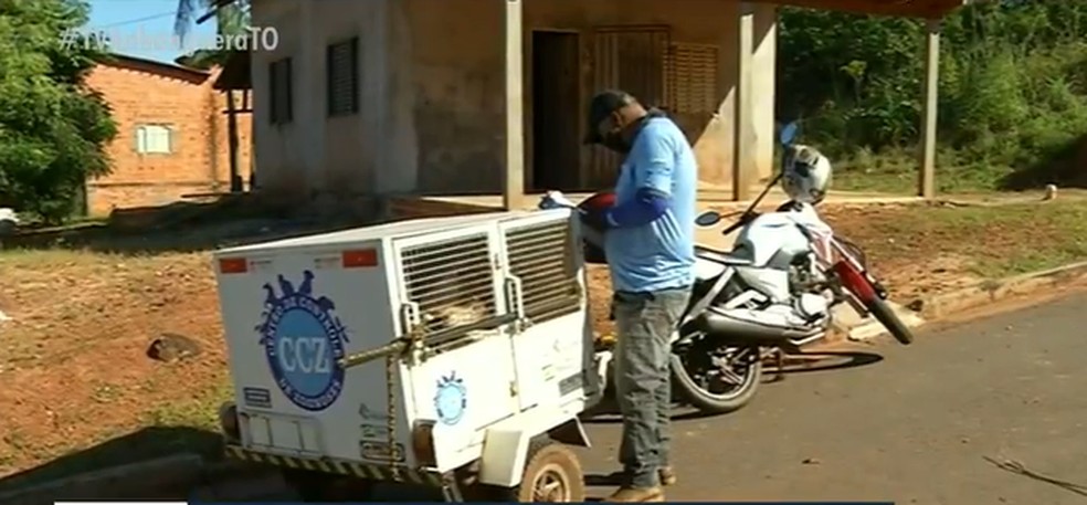 CCZ recolhendo cães mortos por abelhas — Foto: Reprodução/TV Anhanguera